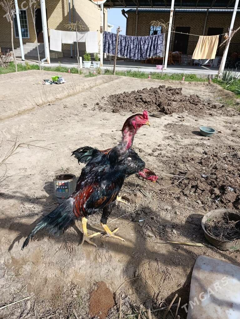 Taskent - Mary - img 1