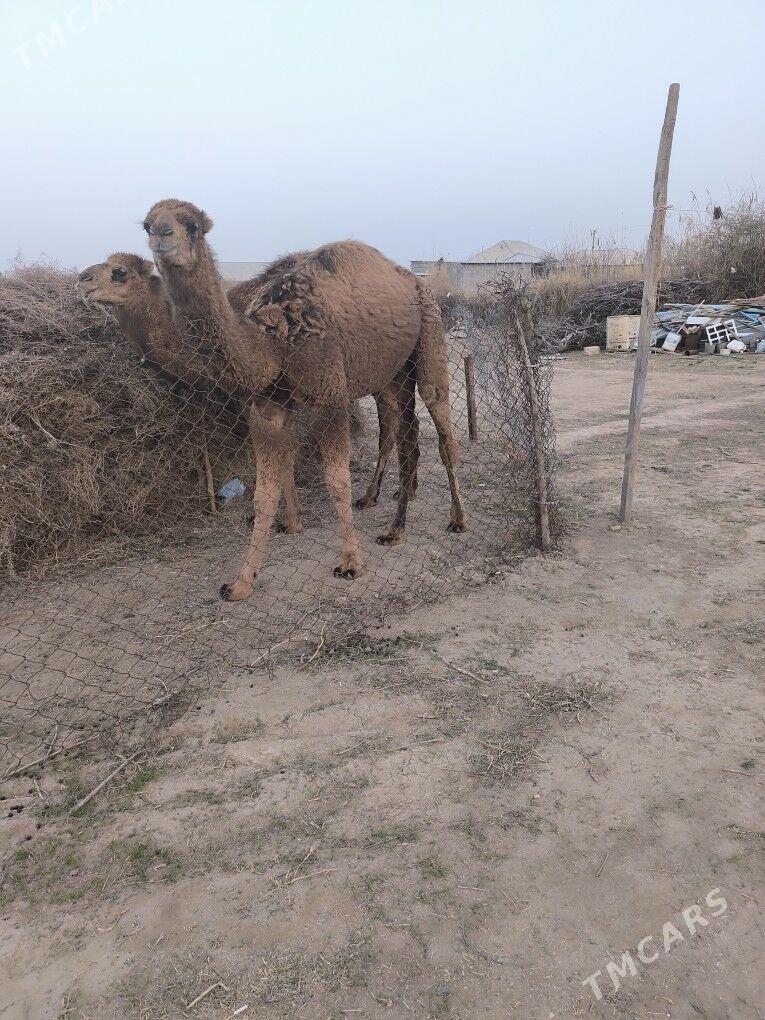 duye - Бабадайхан - img 1