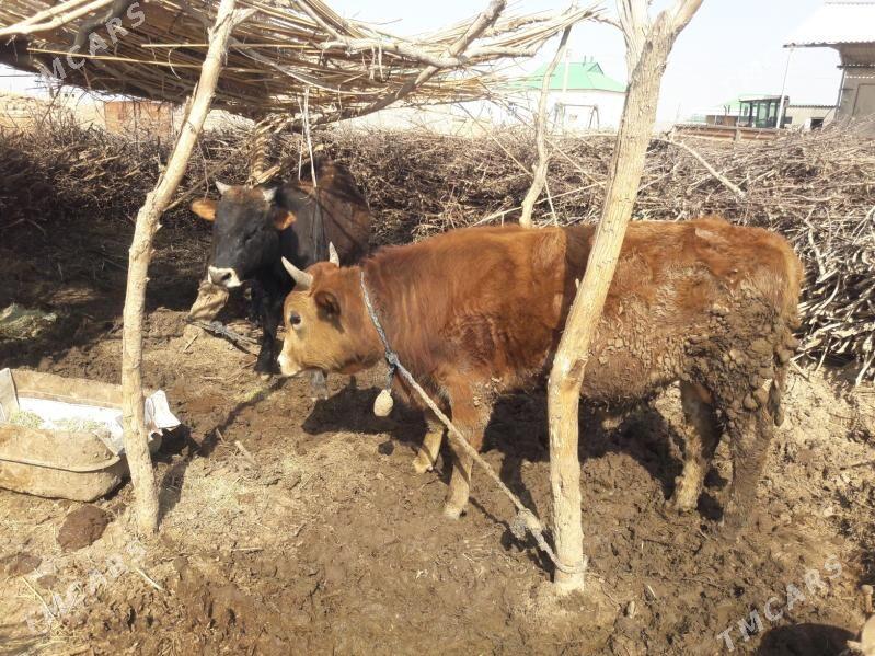 okuzler - Babadaýhan - img 1