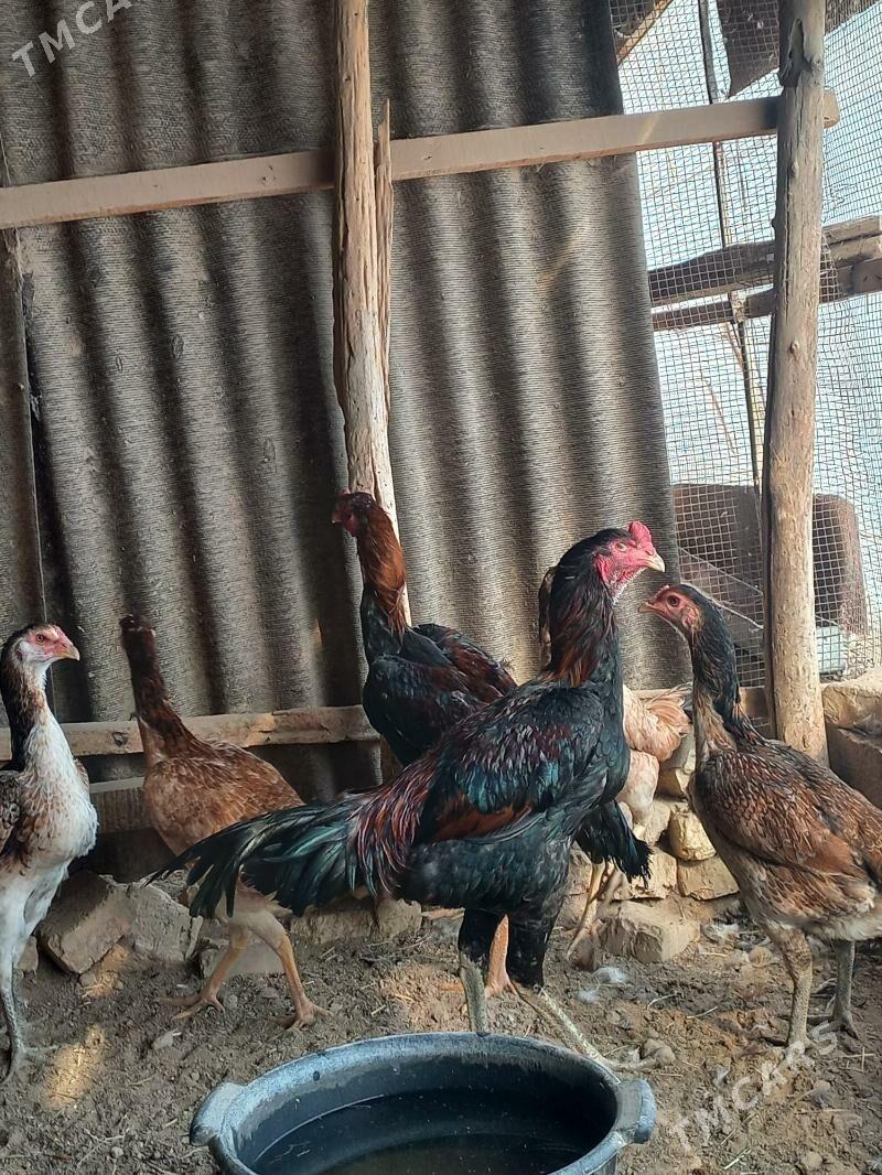 baysok yumurtga - Murgap - img 1