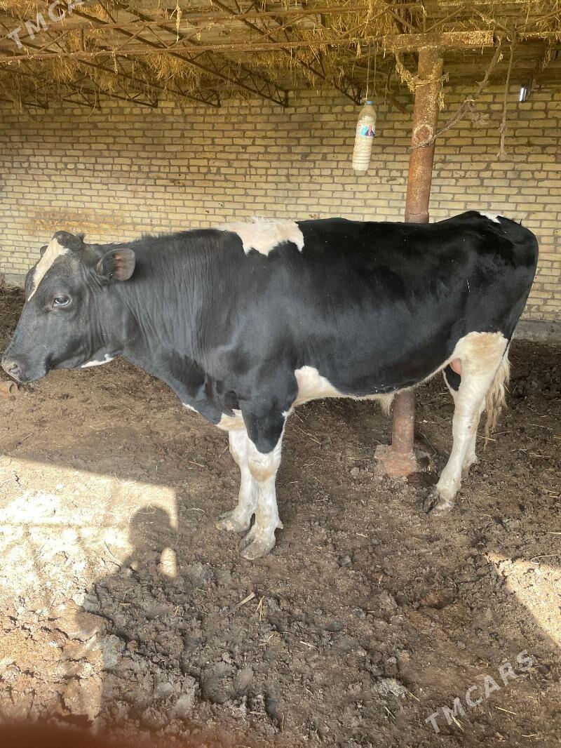 okuz german - Dänew - img 1