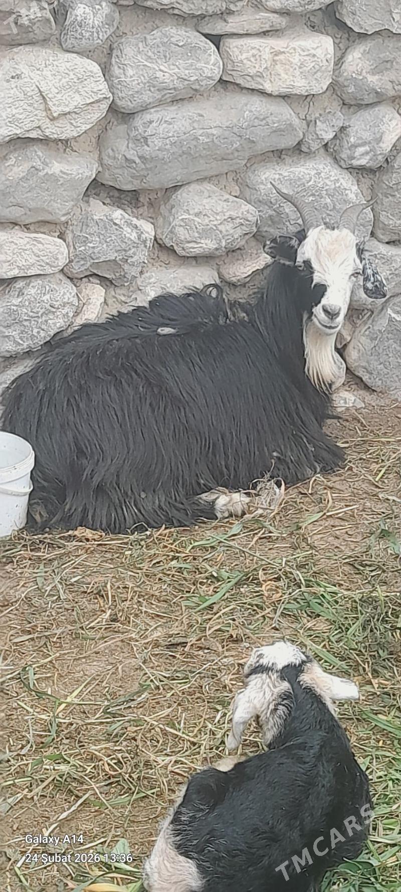 semiz geci - Бахарден - img 1