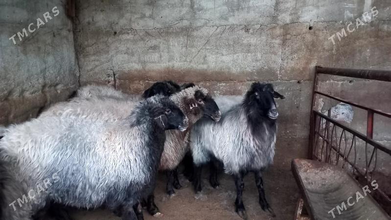 Goýun - Aşgabat - img 1