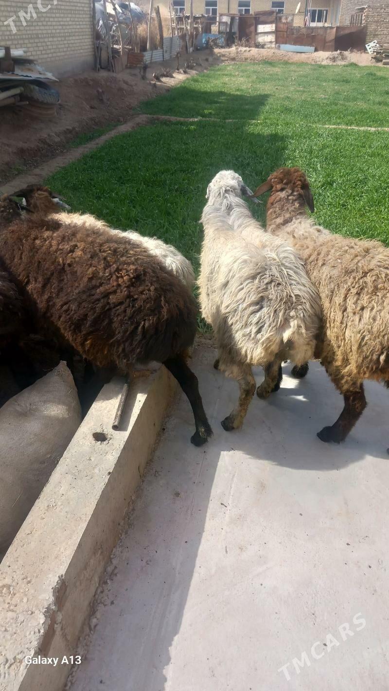 Boğaz goyunlar - Çärjew - img 1