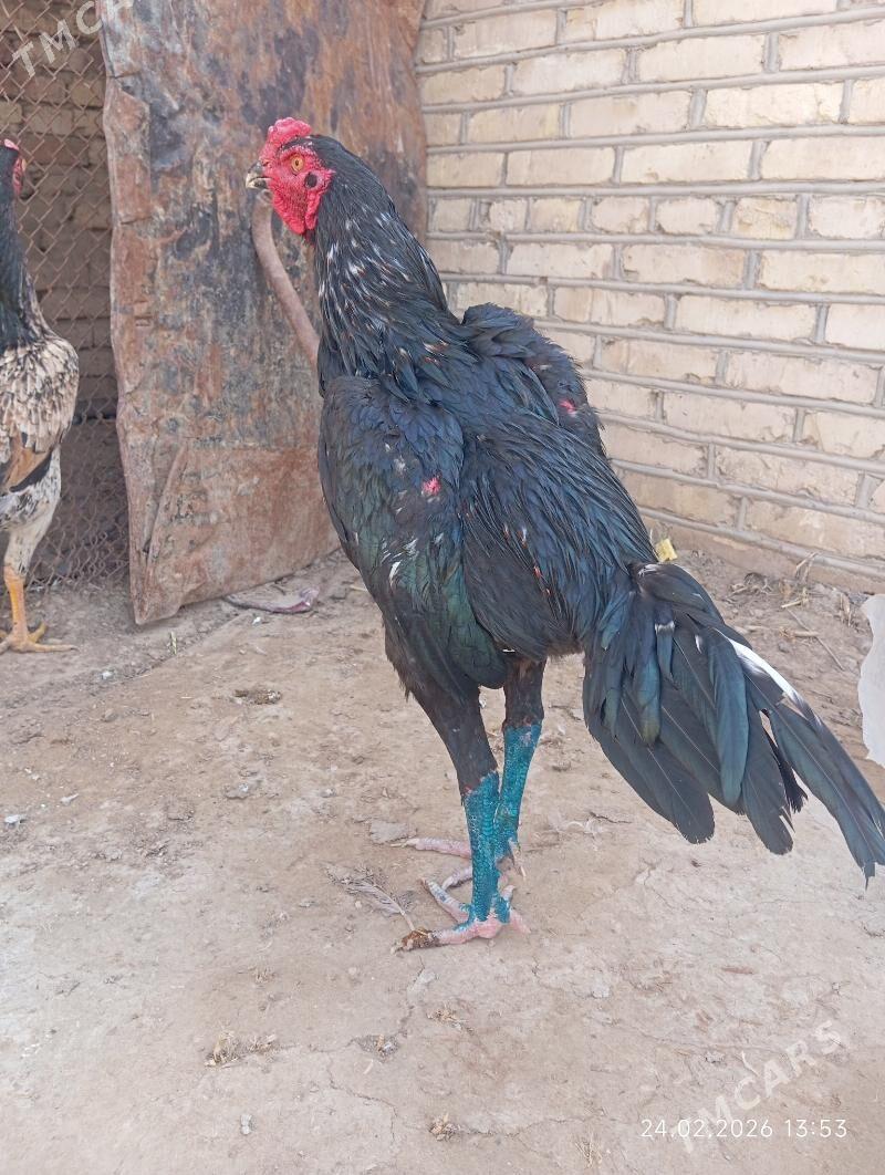 Taşkent horaz - Murgap - img 1