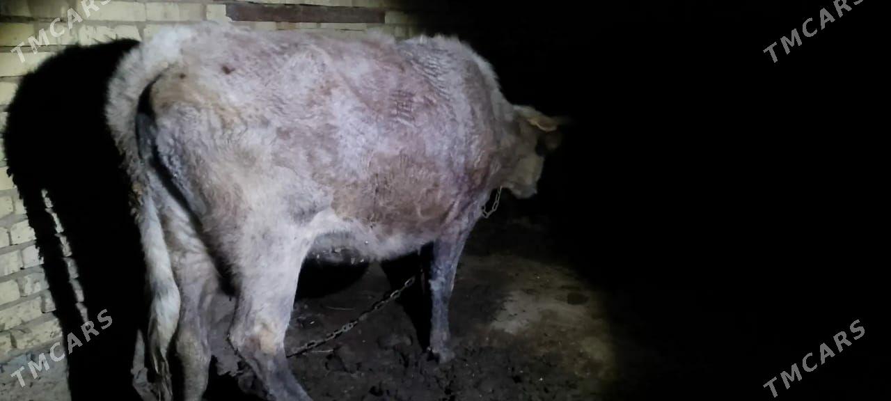 Sygyr - Baýramaly - img 1