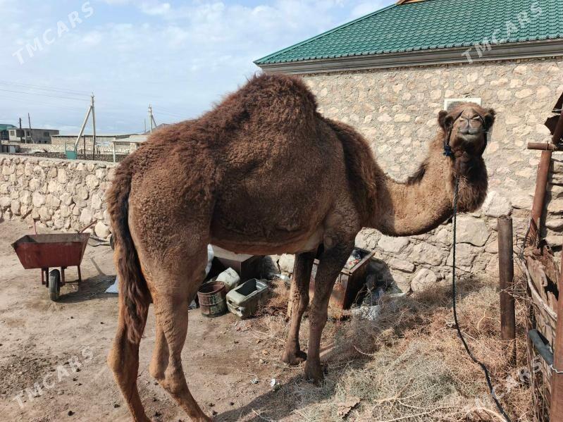 duye kosekli - Jebel - img 1