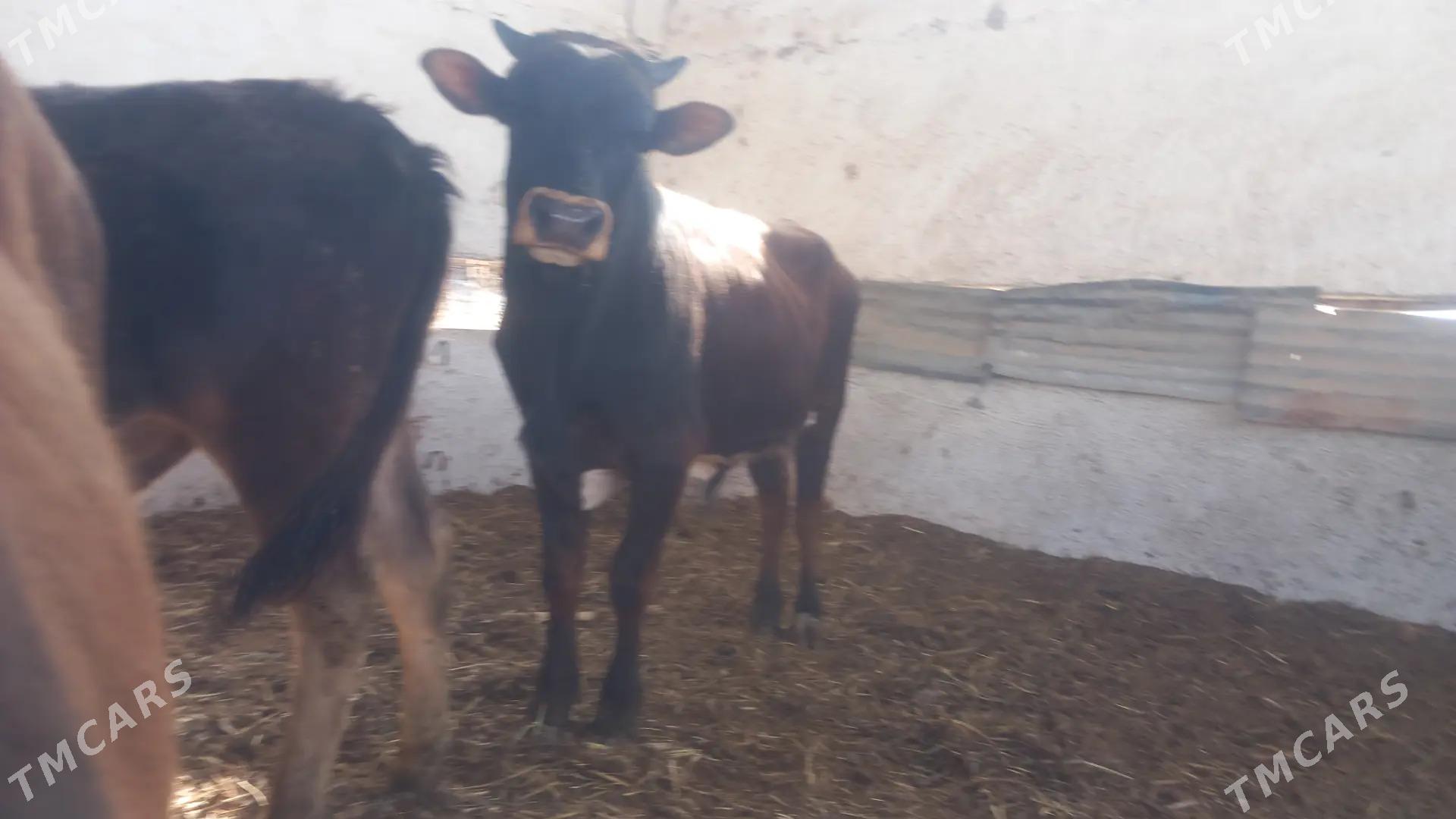 Okuzler - Мары - img 1