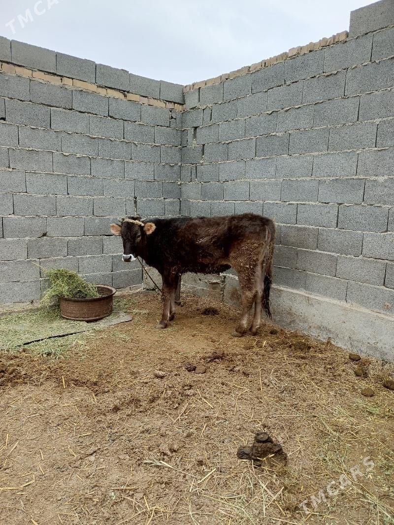 tuwe - Бахарден - img 1