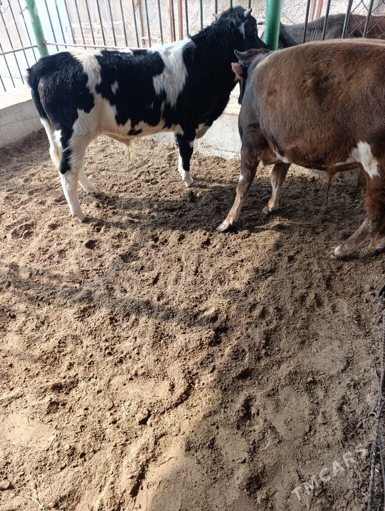 Okizle - Balkanabat - img 1