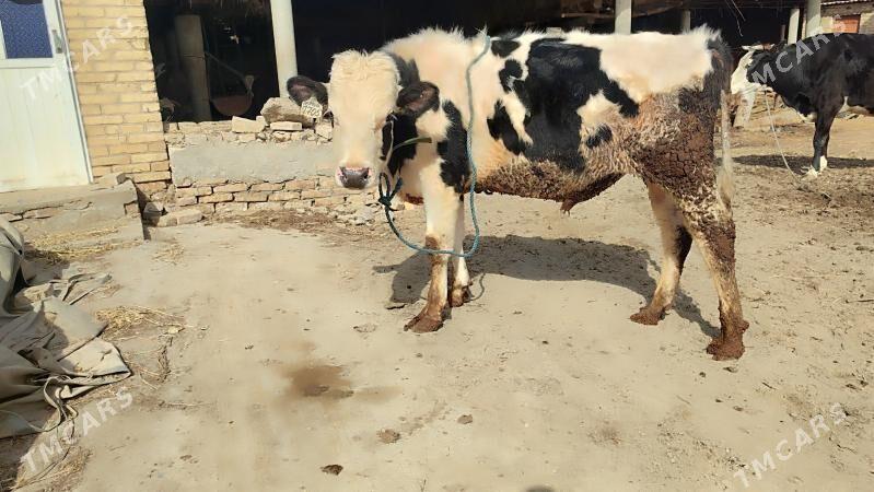 öküz - Sakar - img 1