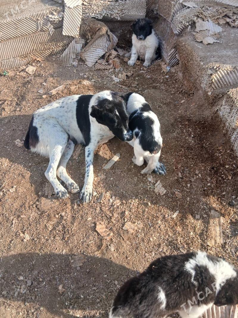 it - Кака - img 1