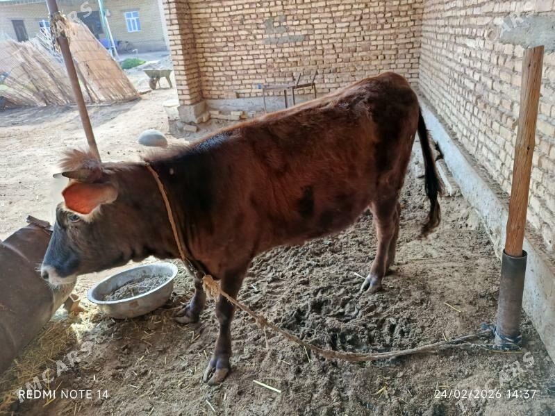 tuwe - Бабадайхан - img 1