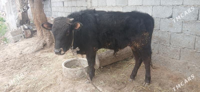 ökuz - Гёкдепе - img 1