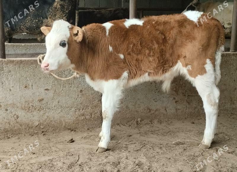 Arginal goleli sygyrlar - Бузмеин - img 1