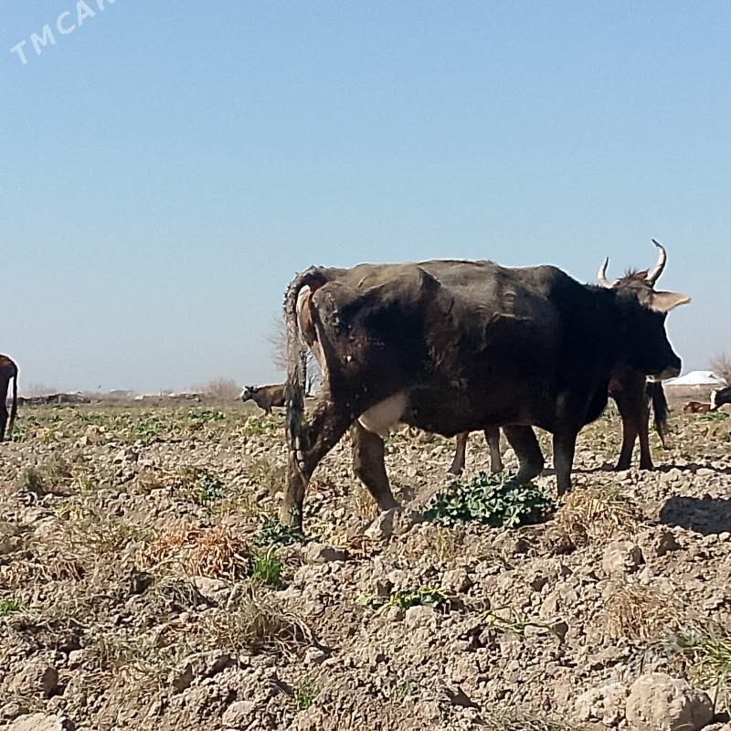 boğaz. sygyr. arassa. şiwes. - Wekilbazar - img 1