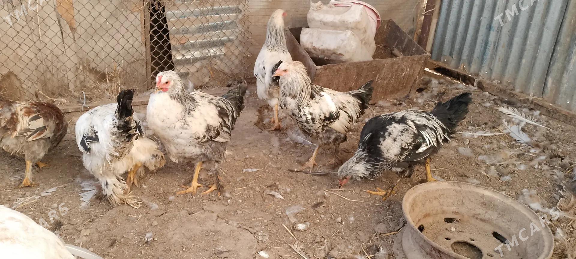 Horaz - Sakarçäge - img 1