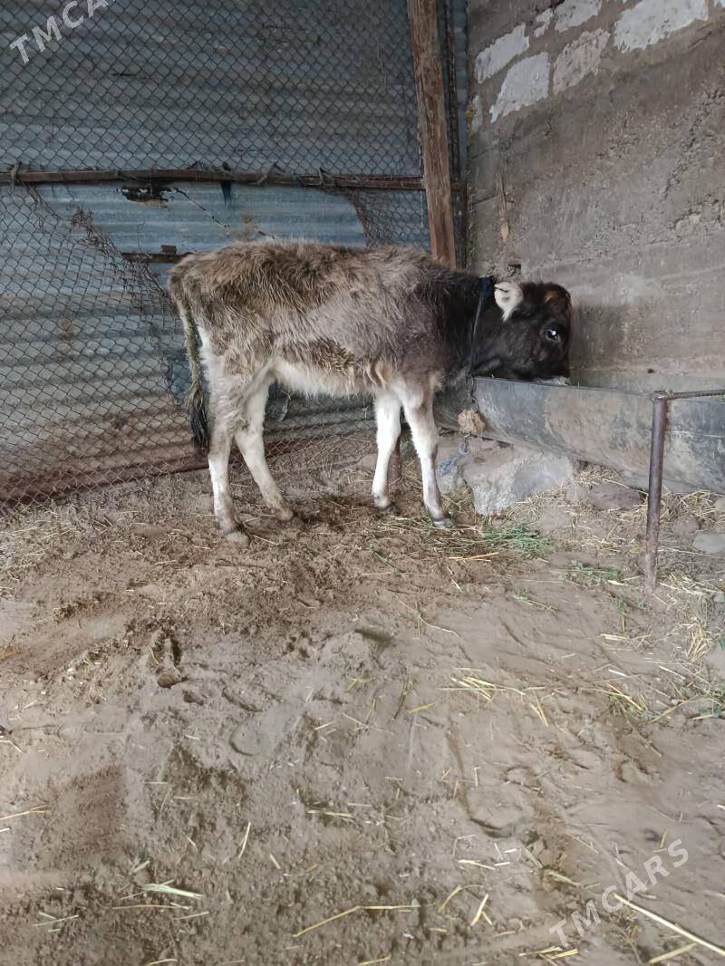 Tüwe - Gyzylarbat - img 1