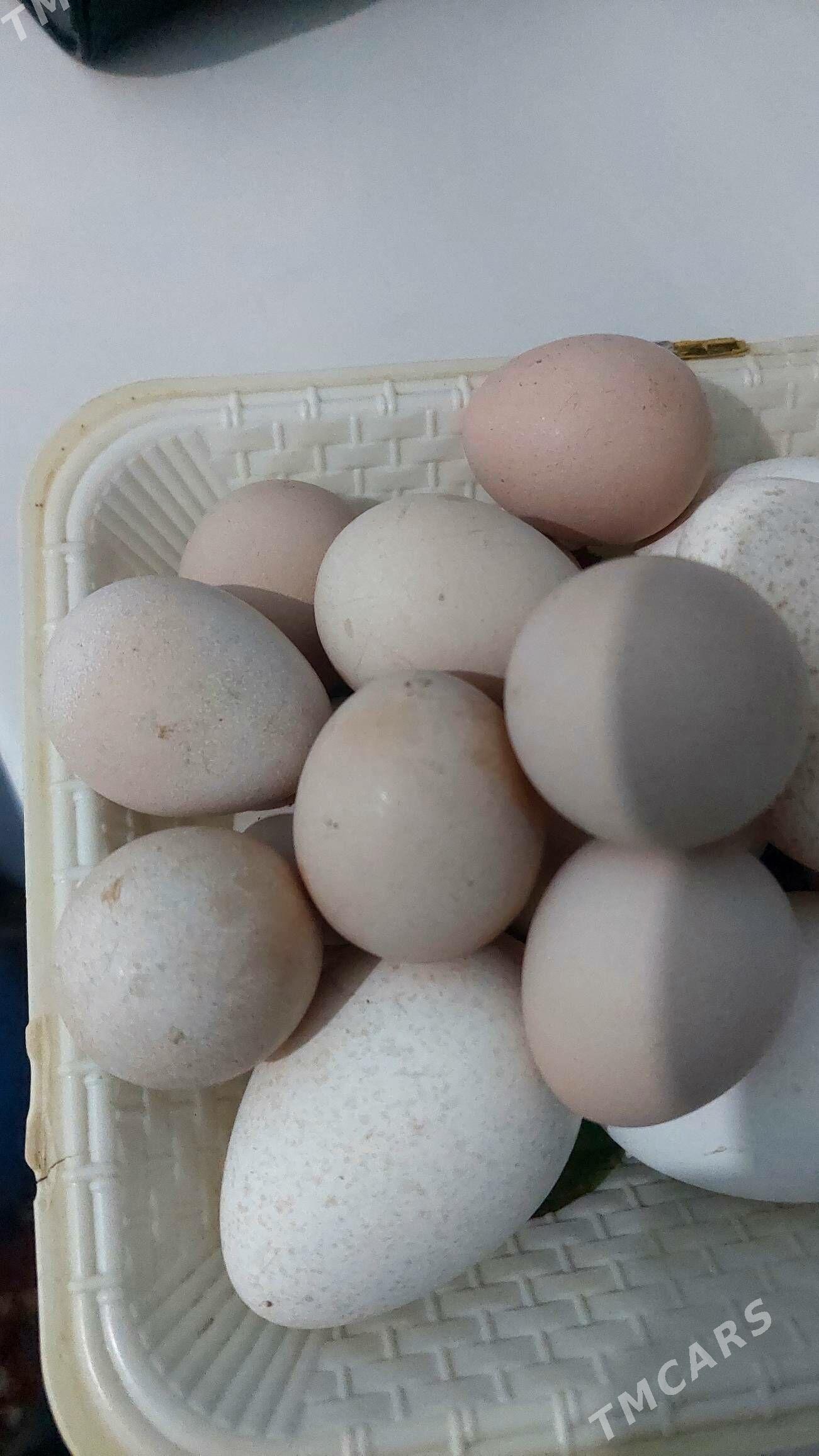 sisarka yumurtga - Гёкдепе - img 1