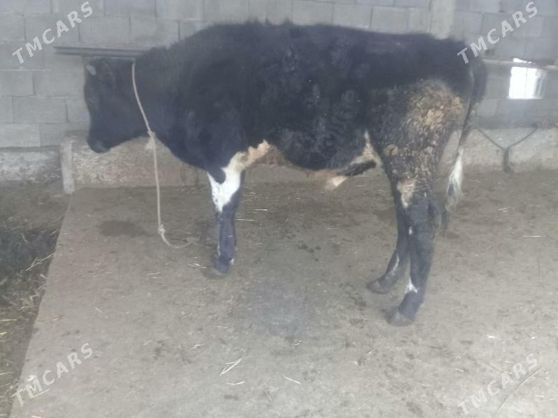 Bakylyp durlan okuz - Гёкдепе - img 1