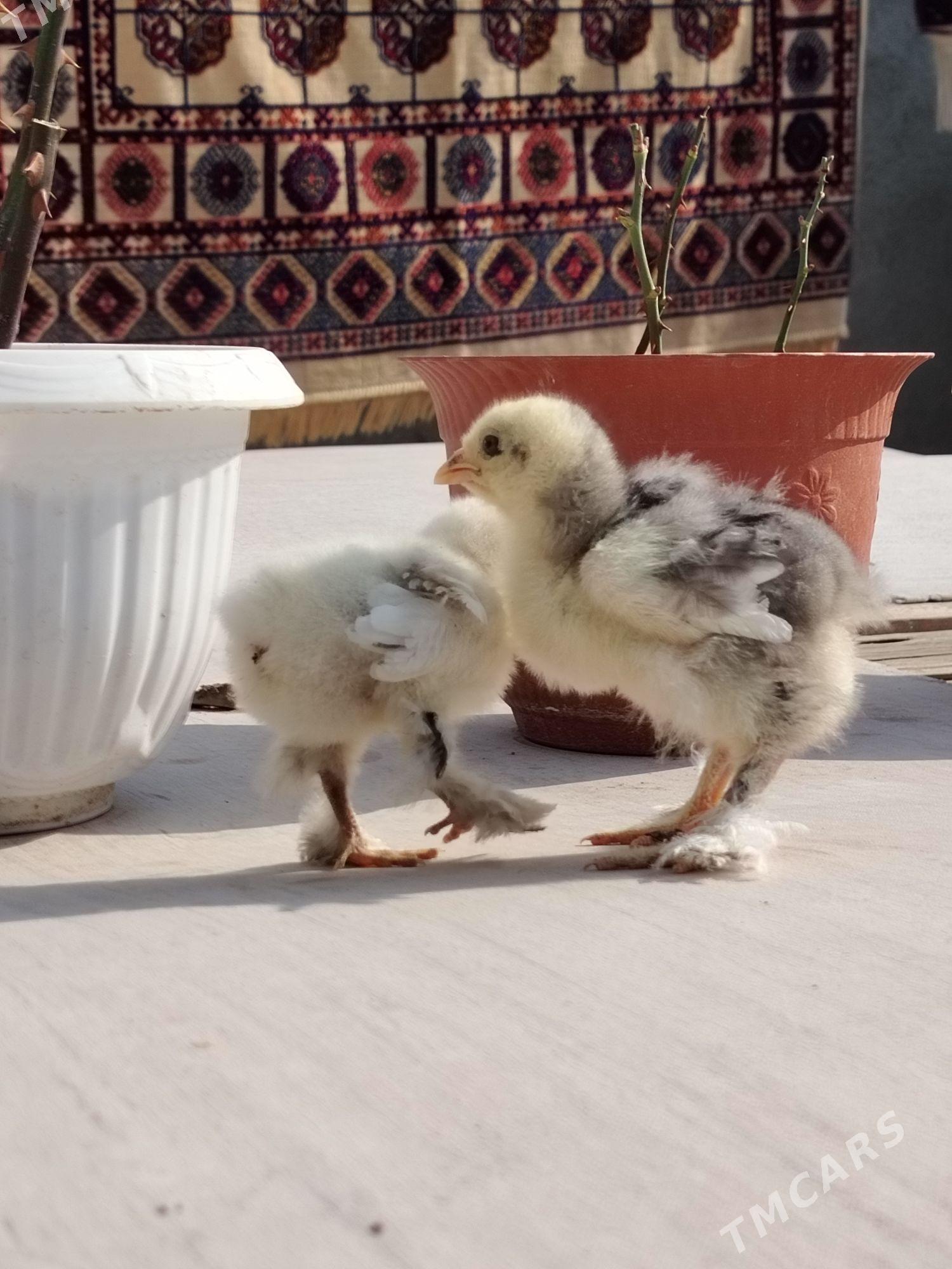 Brama Juyje - Balkanabat - img 1