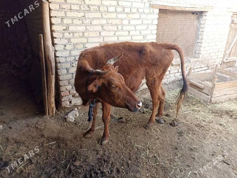 sygyr - Байрамали - img 1