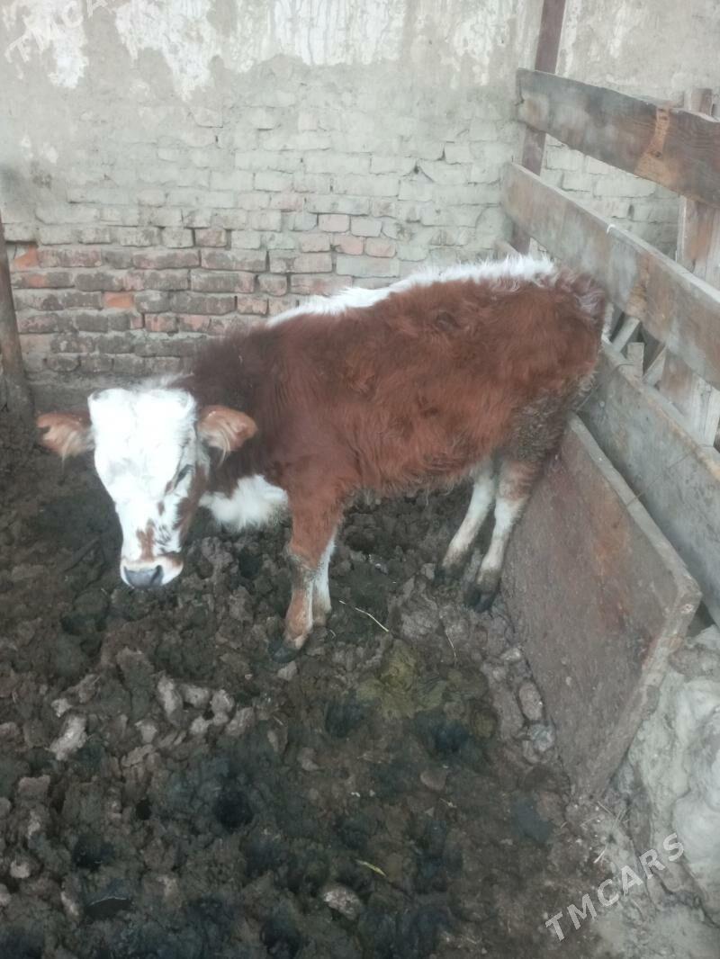 Tuwe - Bäherden - img 1