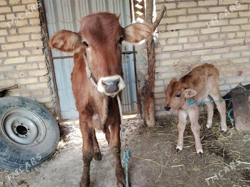 Parodny unajyn - Çärjew - img 1