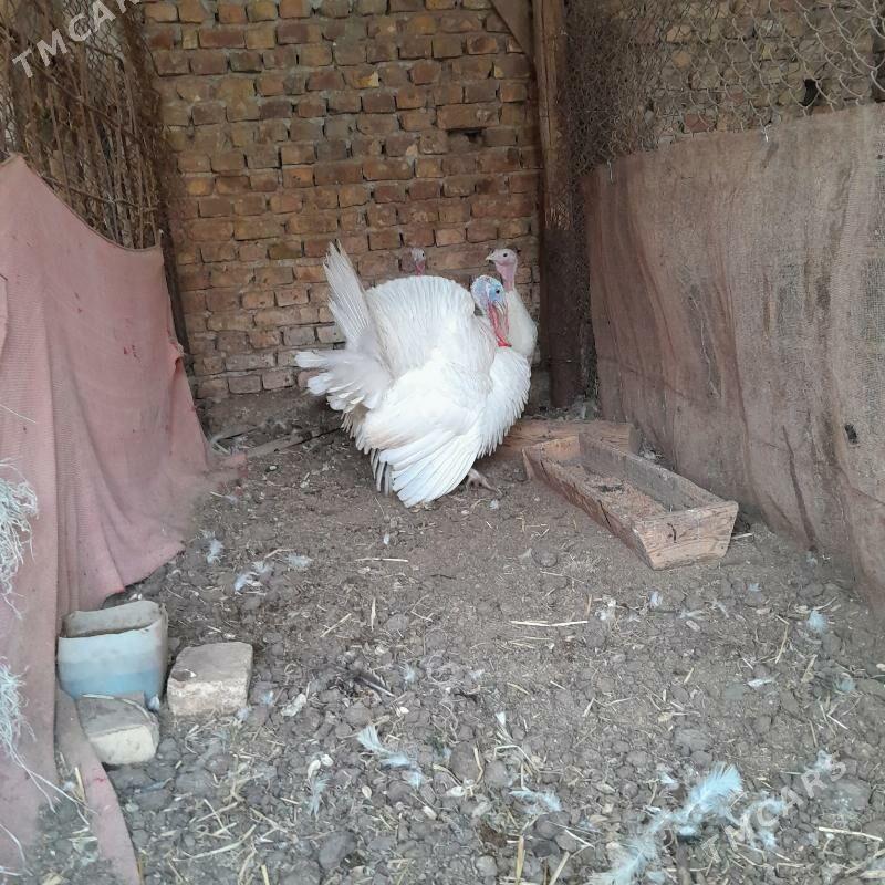 индюк - Туркменабат - img 1