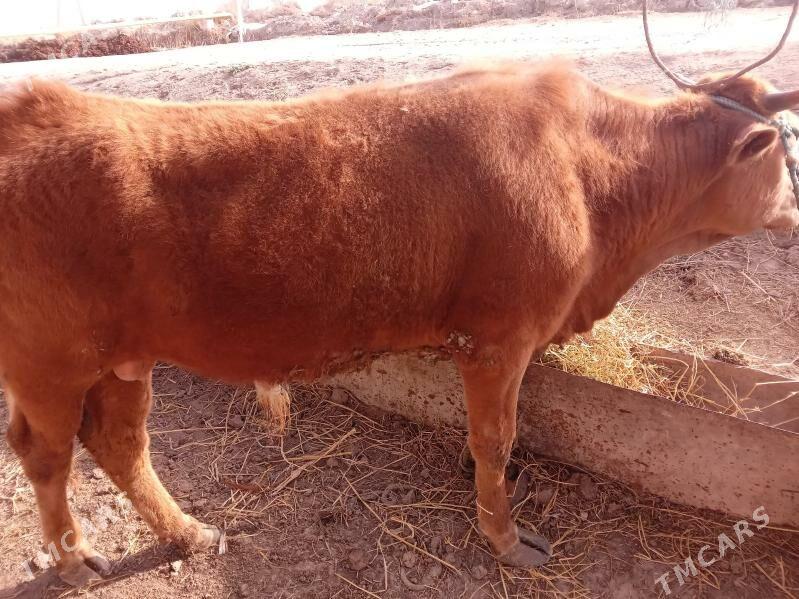 Мейдан окуз баклык - Çärjew - img 1