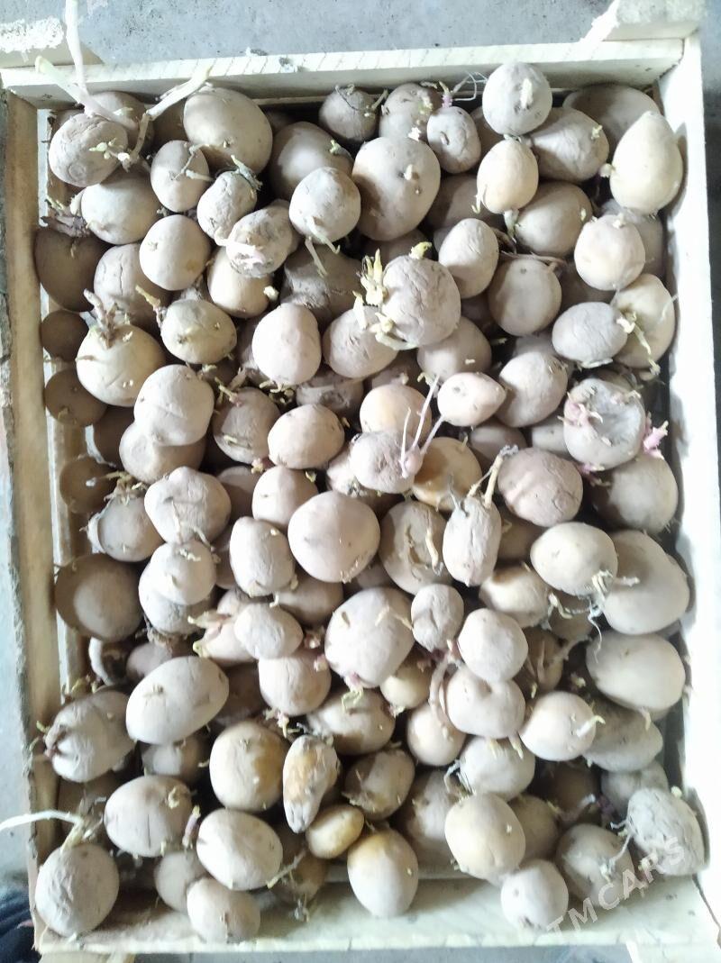 kartoşka tohum - Чарджоу - img 1