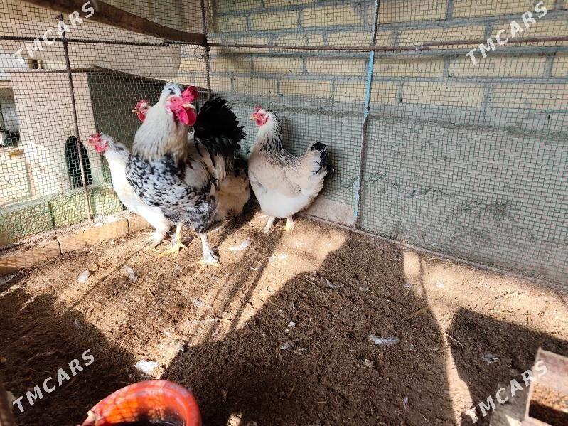 BRAMA TOVUK - Farap - img 1