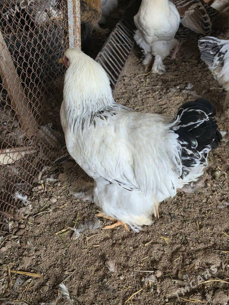 Brama towuklar - Änew - img 1