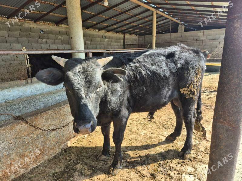 Öküz - Bäherden - img 1