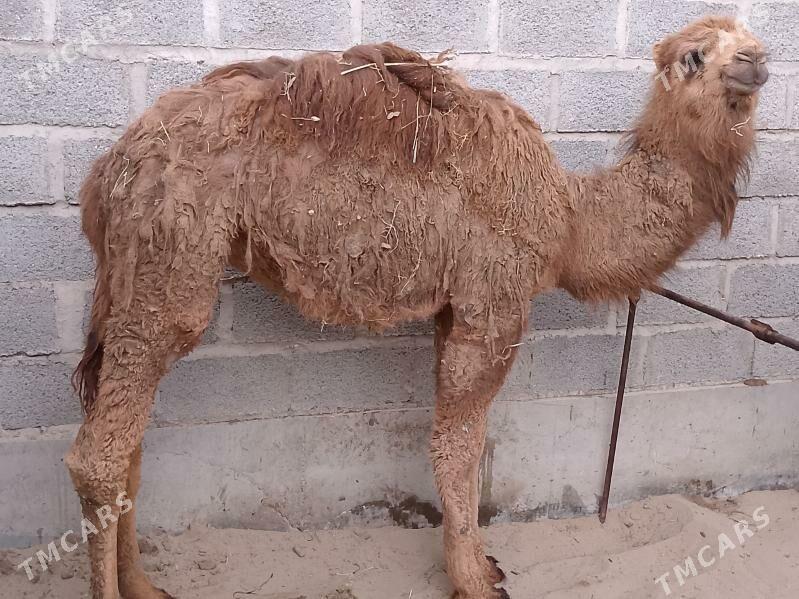 torum - Балканабат - img 1