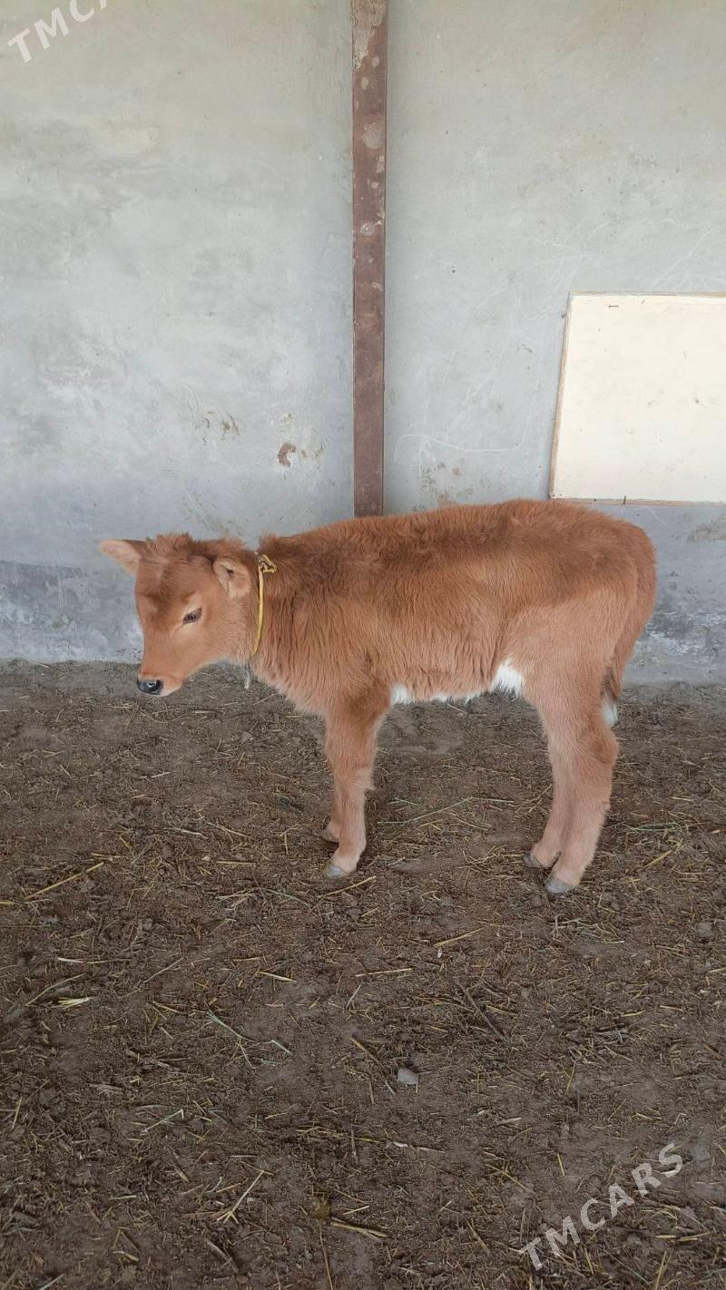 göle emdirmeli - Wekilbazar - img 1