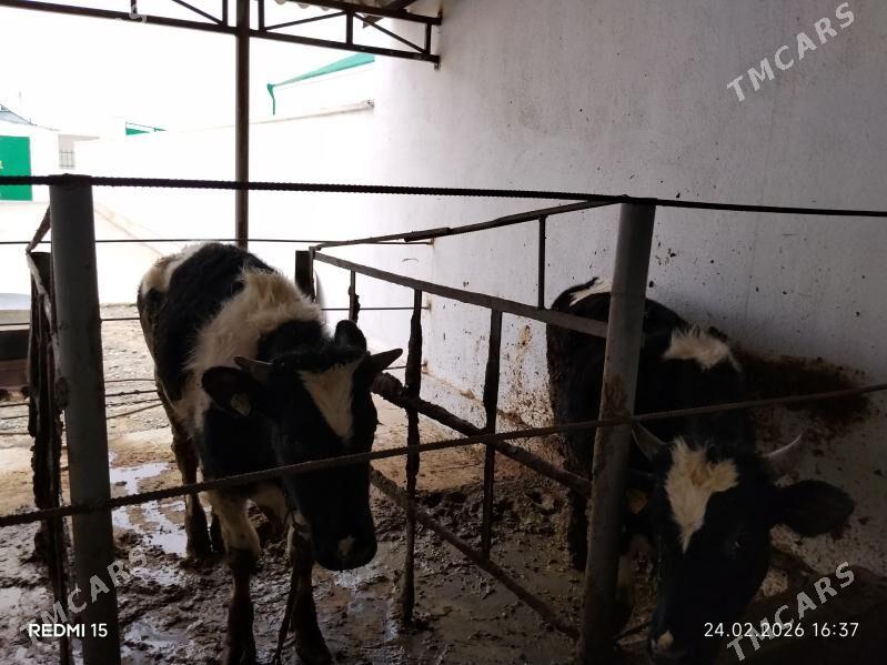 Ökuz - Bäherden - img 1