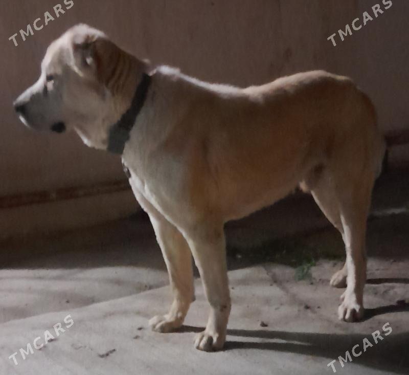 alabay - Багир - img 1