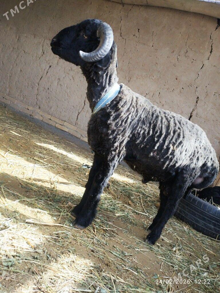 GOÇ - Фарап - img 1