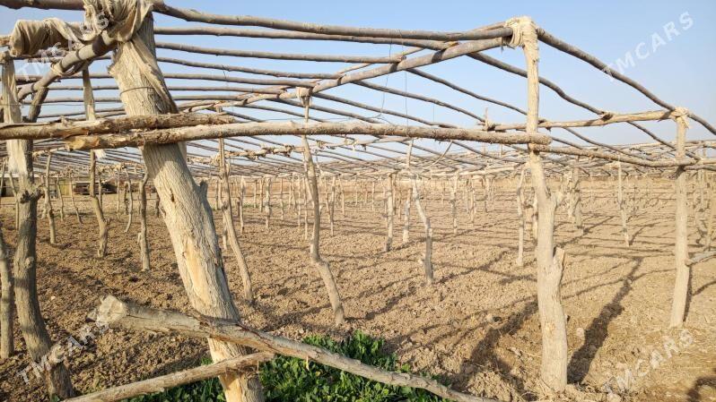 Parnik - Murgap - img 1