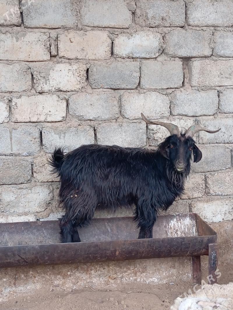 Teke - Aşgabat - img 1