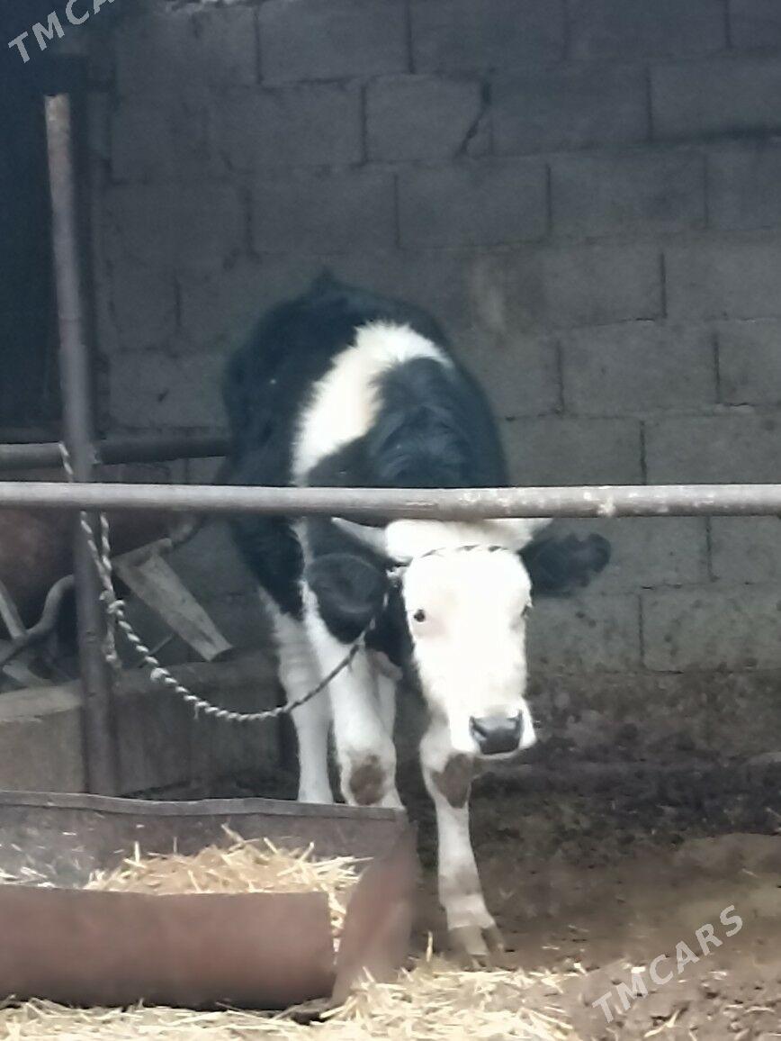 okuz - Aşgabat - img 1