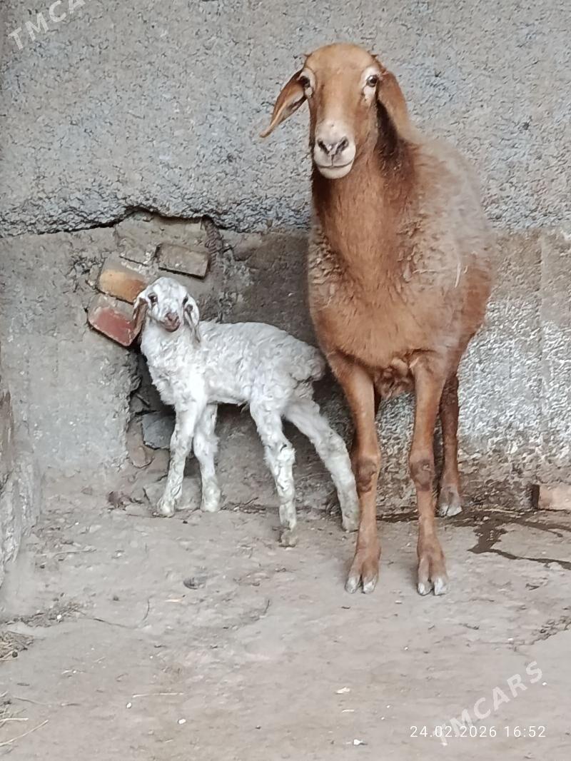 Gisar - Aşgabat - img 1