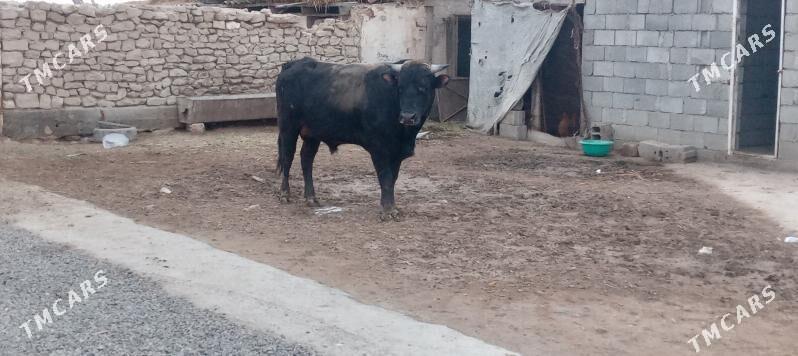 uly okuz - Гызыларбат - img 1