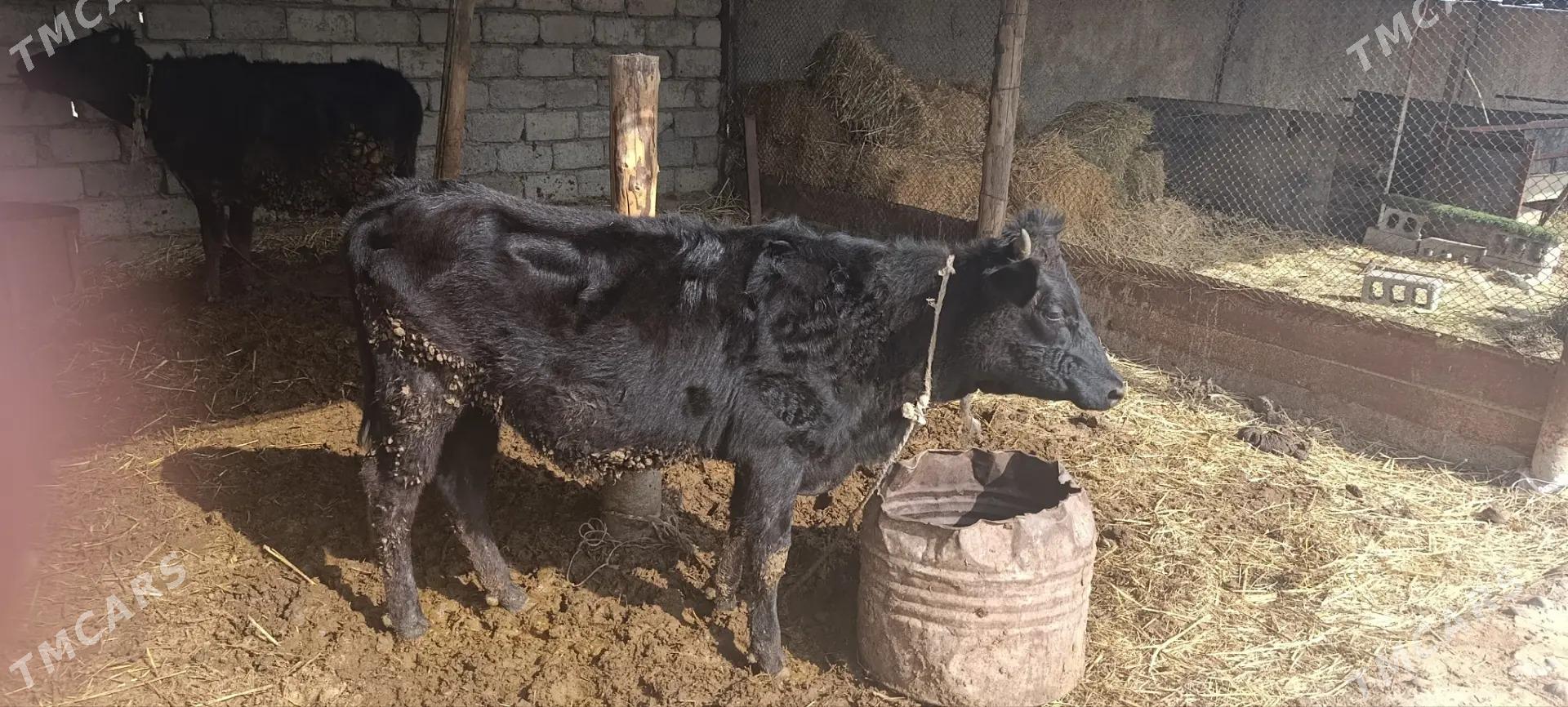 ökuzce - Ýaşlyk - img 1