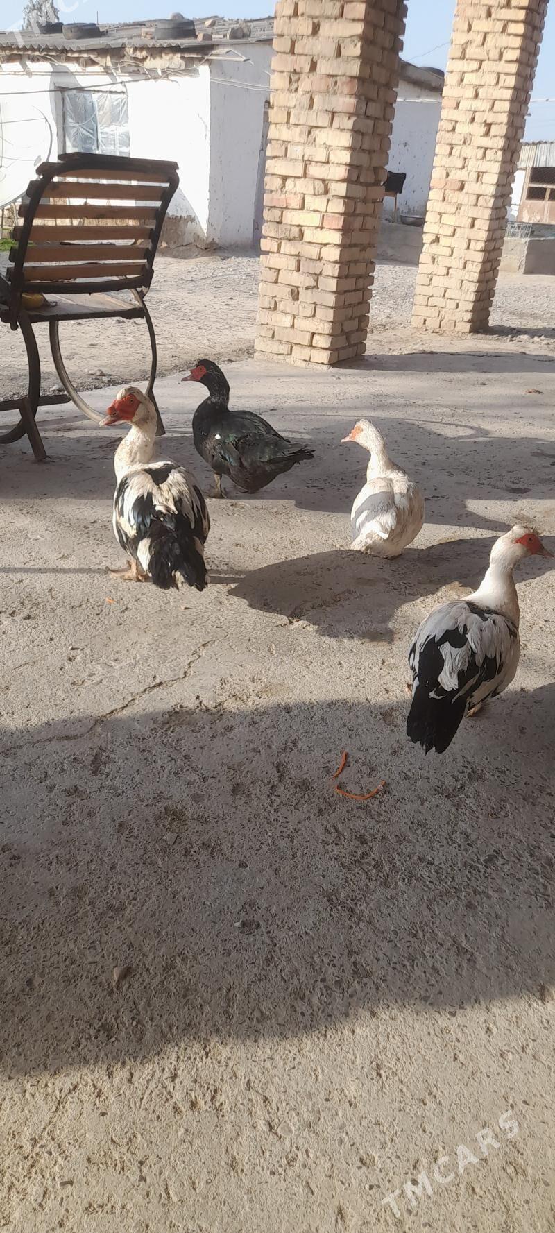 ordek - Kaka - img 1