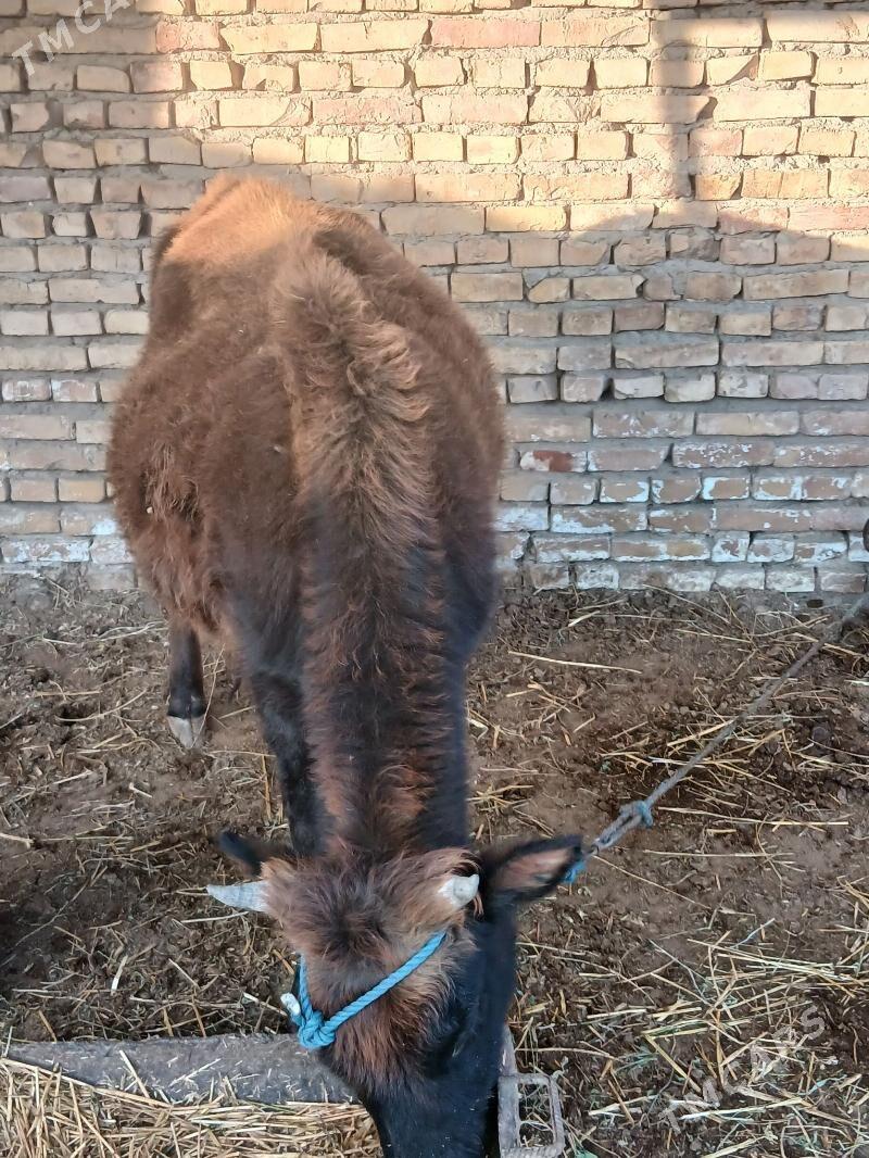 unajyn - Çärjew - img 1