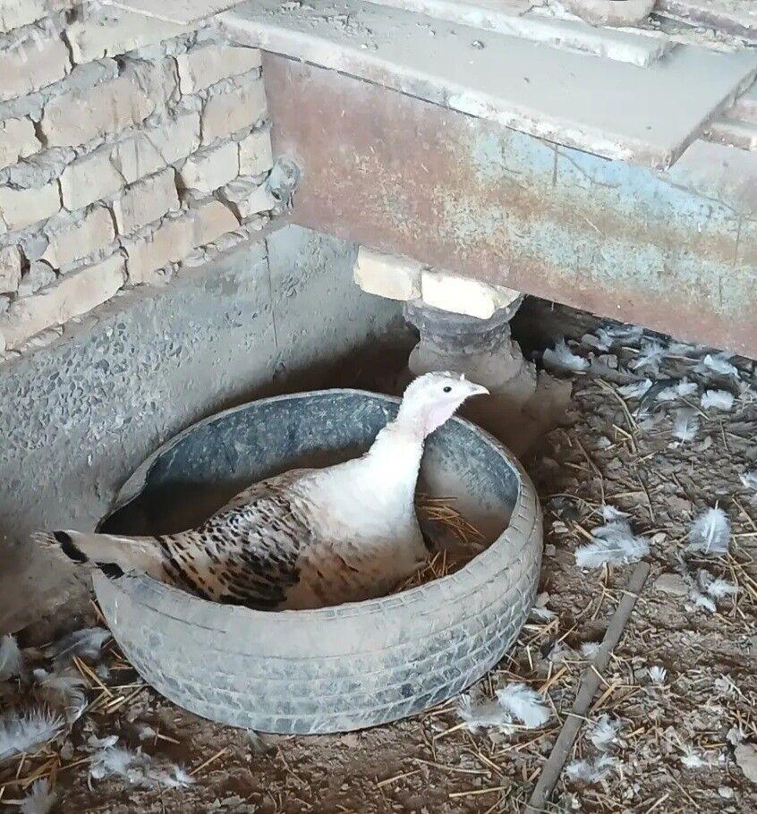 курк индук - Dänew - img 1