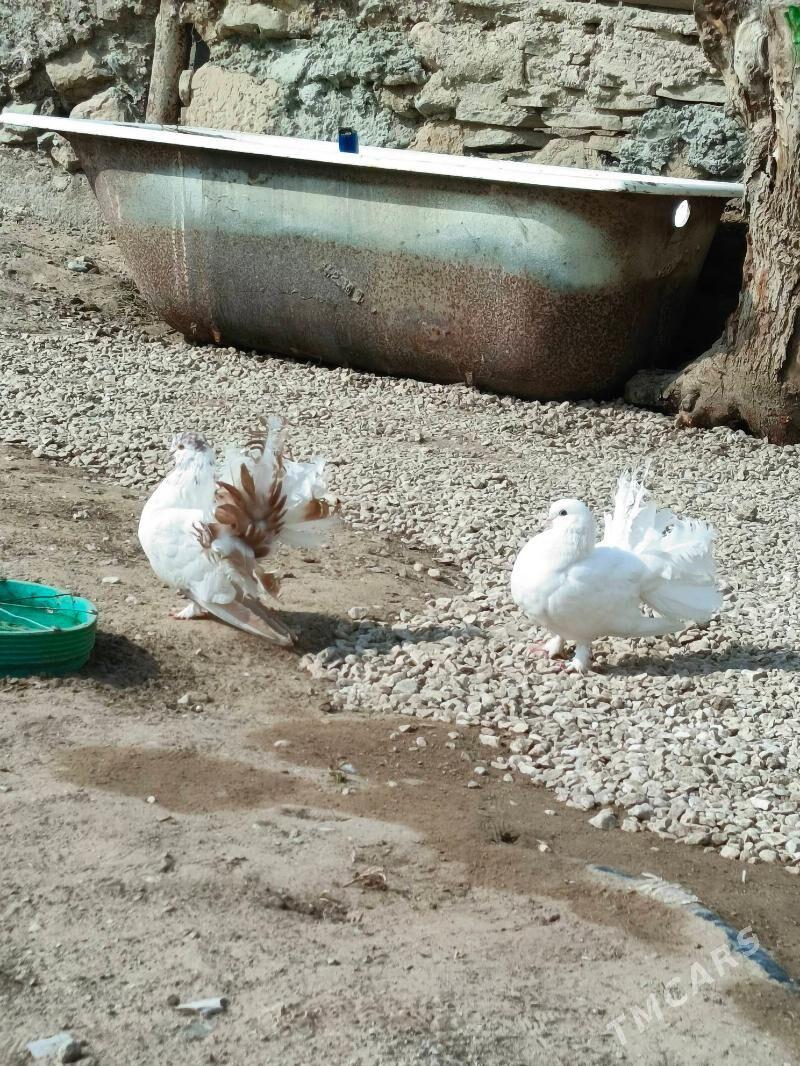 kepderi powlin - Гумдаг - img 1