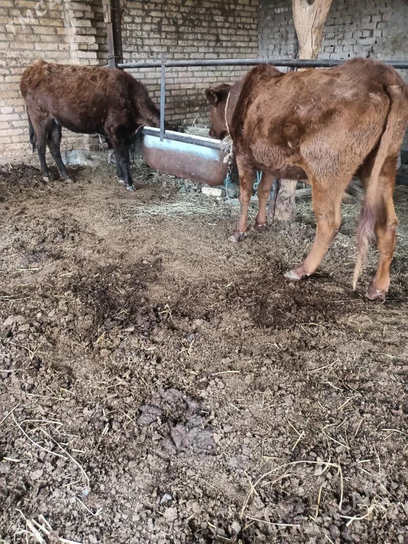 unajinlar - Чарджоу - img 1